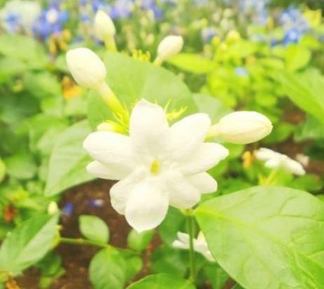  『家里』几种花适合摆家里，花开美丽招人迷，美化环境空气好，花美人健康