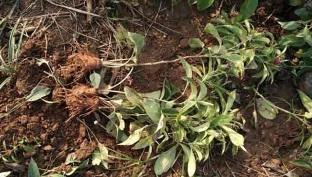  [除掉]它是如此的珍贵，却少人重视，常被除掉，今后请珍惜，75