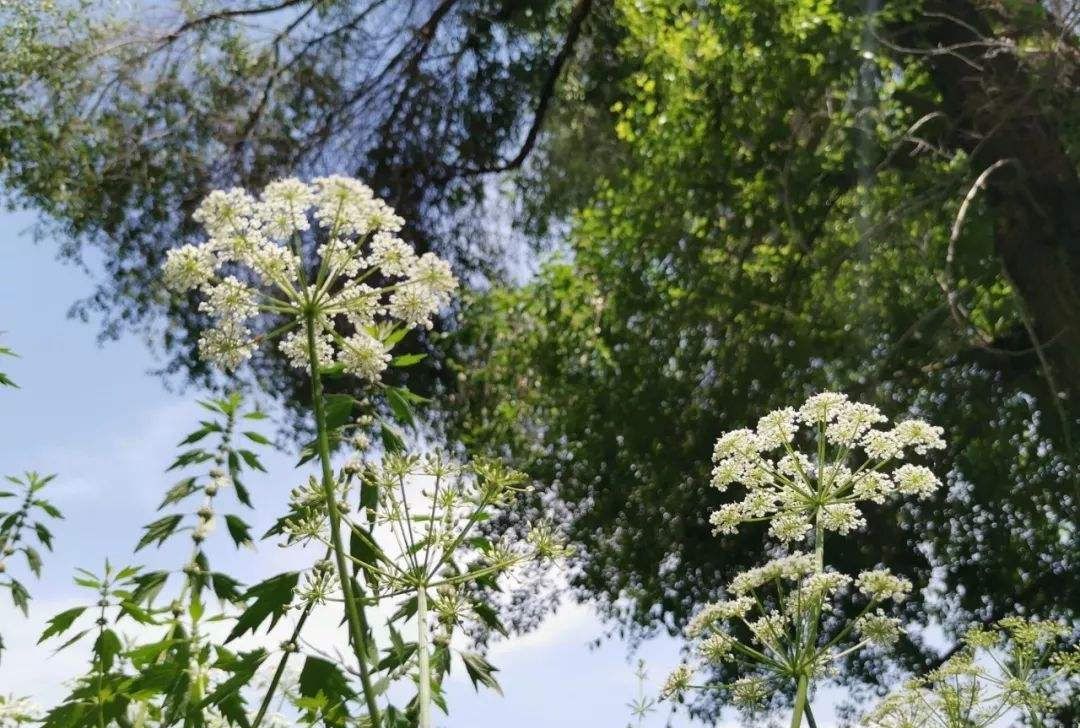  【还要】纯洁的白色花，又美又精致，比香水还要香