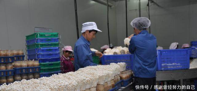 创业不如回农村，这8个赚钱好项目有干头，任意一个都比打工强！