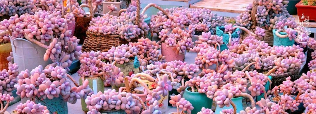  『植物』八种号称“养不死”的多肉,你养了几种?