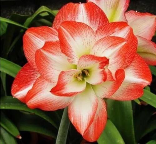  【家里】家里就养3种花，美成花园，漂亮花朵，朵朵迷人！