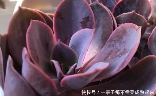 "refer":""怎样种植多肉才是最饱满的?教你一招让你快速栽培!