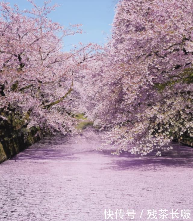 『选择』紫色=人间四月,不接受反驳