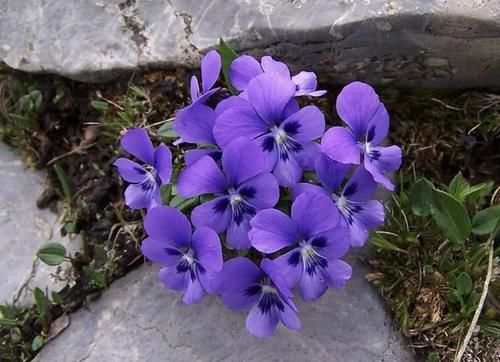  向阳处：山坡向阳处，1种杂草少见又“珍贵”，1株开出10朵“紫色花”，美