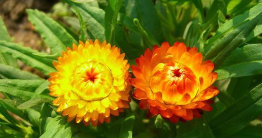  『喜欢』喜欢菊花，那就养盆“麦秆菊”，花色鲜艳，绚丽多彩，观赏性价值极高