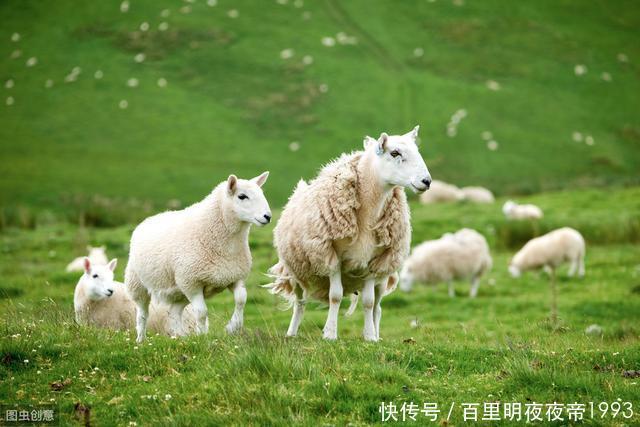  #农户#曾风靡一时的“包山头”养殖，现今杳无音讯，圈养放养却