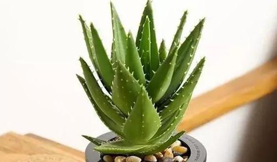 #居家#家中养花得注意：这6款植物贼适合居家盆栽，好看又好管理
