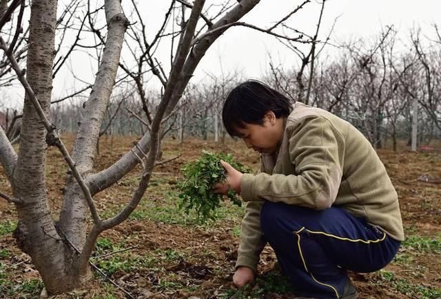  『充饥』曾是穷苦人的充饥粮，如今10元2斤成高钙菜，春季常有人去农村挖