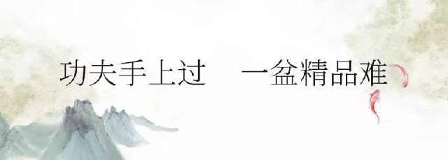 二十亩陈氏庄园，三百盆景错落其间，他习祖传手艺34年，山水诗话