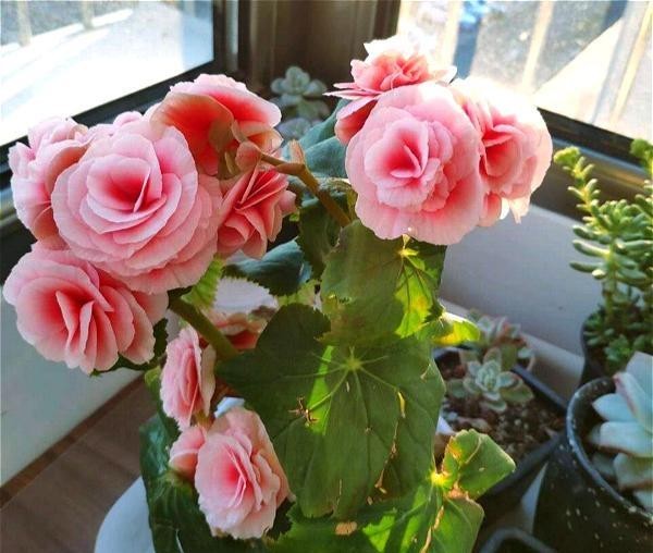 『绕道』4种“娇贵花”,怕热又怕冷,大家都说“娇气难伺候”,新手绕道