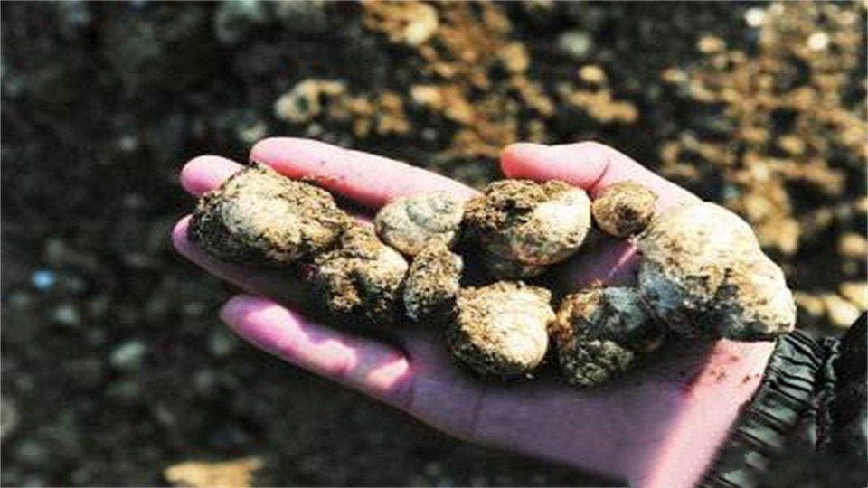 3500年前原始人类吃剩下的螺蛳壳，竟成了遗址，就在云南这里!