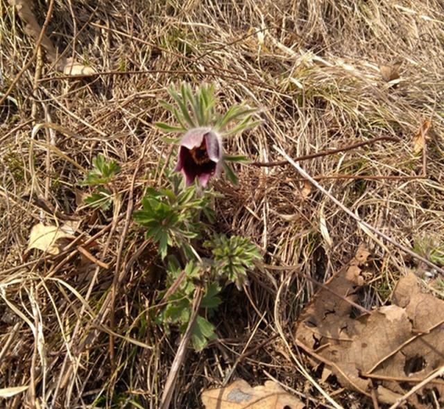 农村一野草，花像白发老头，根能治痔疮，看到请珍惜，40元一斤