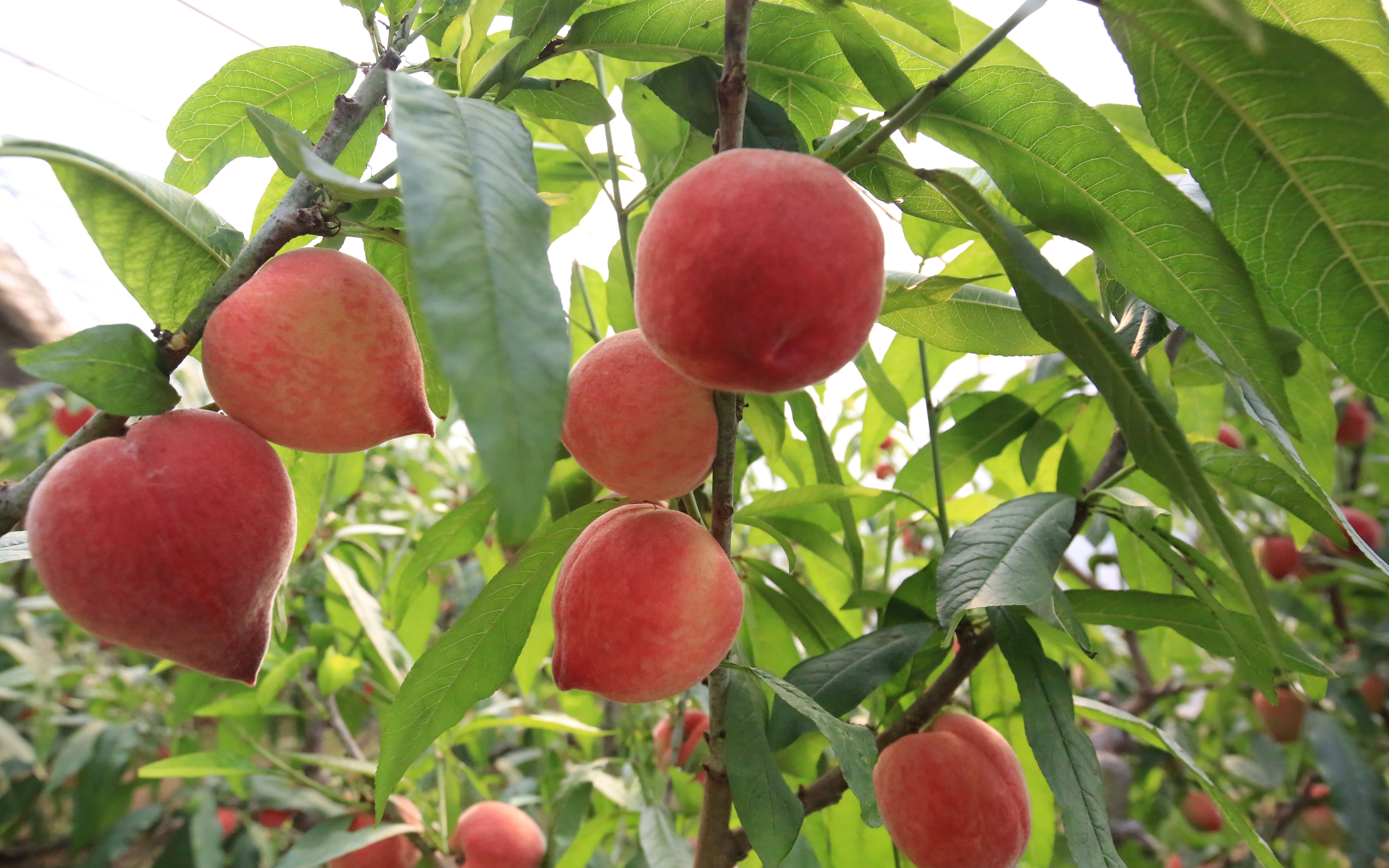  上市■平谷“春雪”大桃成熟上市 开启平谷鲜桃季