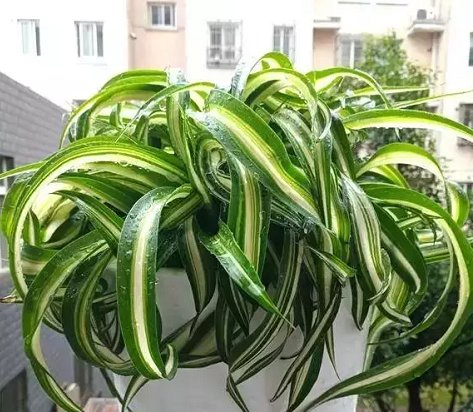  叶吊兰■这8种花,养一棵就成瀑布,窗帘都不用买了!