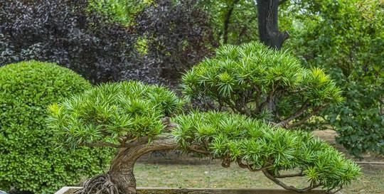  家中■2种“花”摆家中，能“镇宅”，能“旺财”，比发财树强多