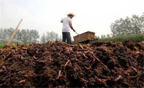  鼓吹■粪便做饲料，鼓吹亩入5万元，养了就亏，农民：用途不清楚
