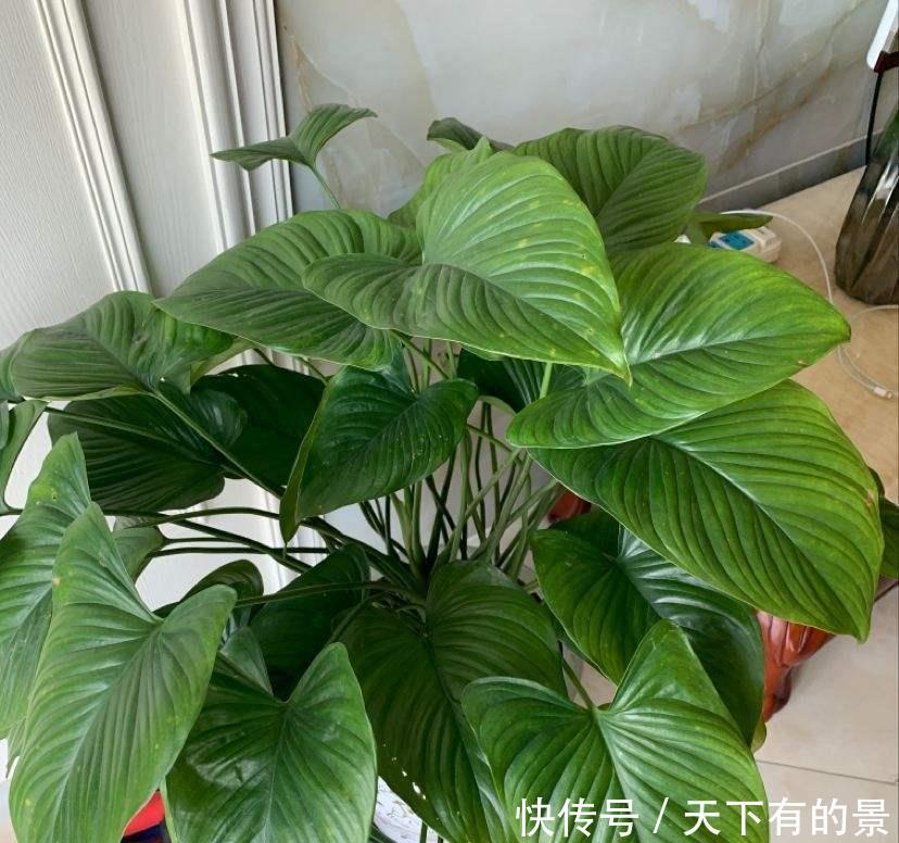  么就：养了千年健，健康不用愁，一棵养到天长地久！