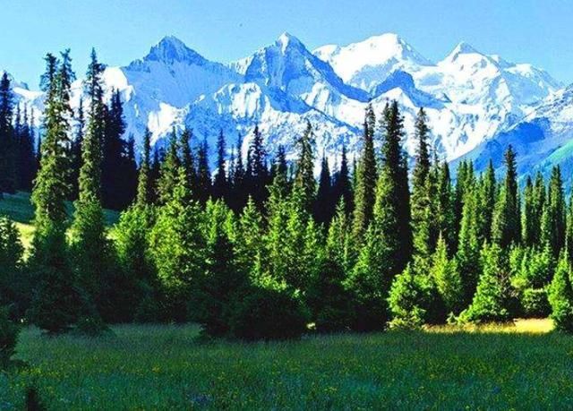 中国最美的4大森林，每个都是天然氧吧，你去过几个呢？