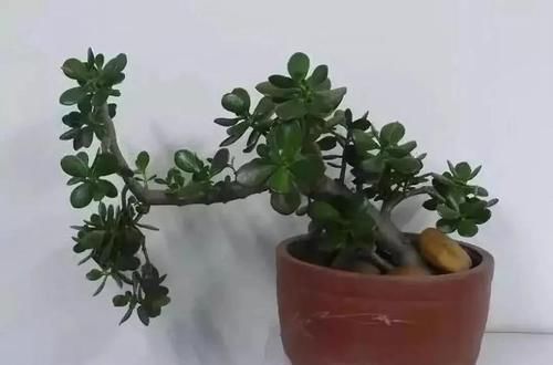  「身价」这六种植物越养越值钱，在家养几年，身价猛涨几倍！你家养了几种