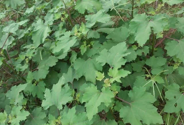 一种“植物石油”，曾因有害人人嫌弃！现农民大量种植亩入几千