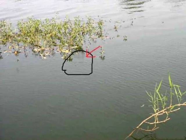  「饲养的甲鱼」一种历史悠久，技术含量很高的甲鱼钓法，如今只留在记忆里