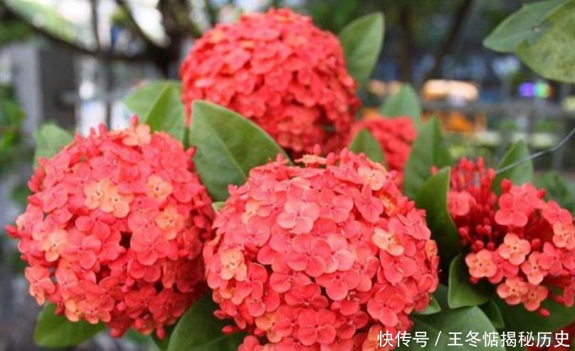  「养花」4种花是“开花机器”，全年开花不断，养花首选，1盆能开100朵花