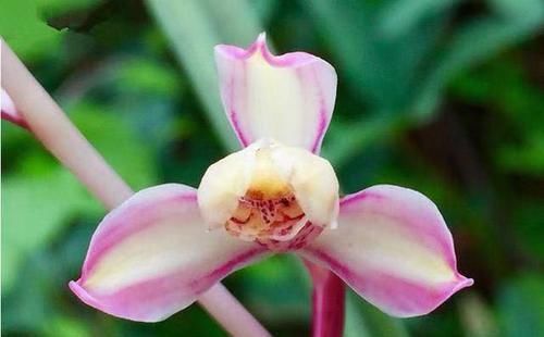  养兰：曾价格不菲的两款兰花，花色艳丽无比，花型独特罕见，养兰必选