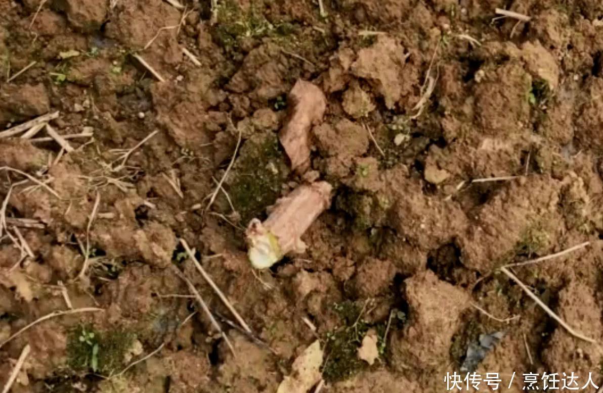  侵权请告知删除|农村妹子种植南方特产“木薯”，一亩产量几千斤