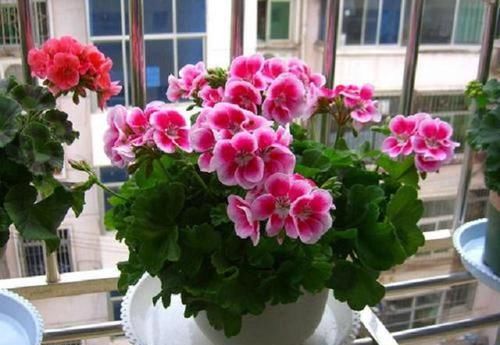  花开■养护天竺葵，3个地方一定要“多动”，越动越好养，花开更旺
