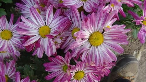 『色彩』喜欢菊花,就养盆“欧洲小米菊”色彩糖果,似黄色糖粒,赏心悦目