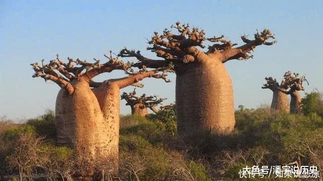 沙漠中的“生命之树”，可以存储2吨水！移植到我国后变成这样