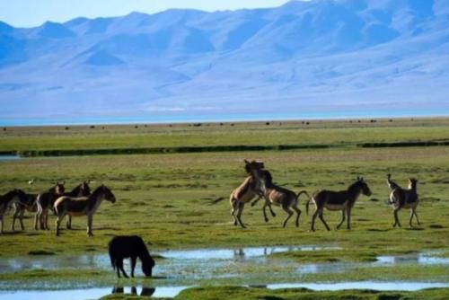 为什么在西藏无人区，晚上最好别睡在车里？这几点你需要知道