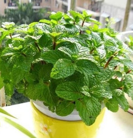  『植物』聪明人的卫生间和厨房，都会养这3种植物，难怪身体很健康！