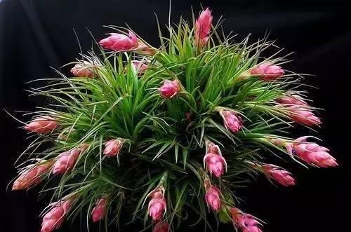  『盆栽』常见12种植物养成不可思议的盆栽！