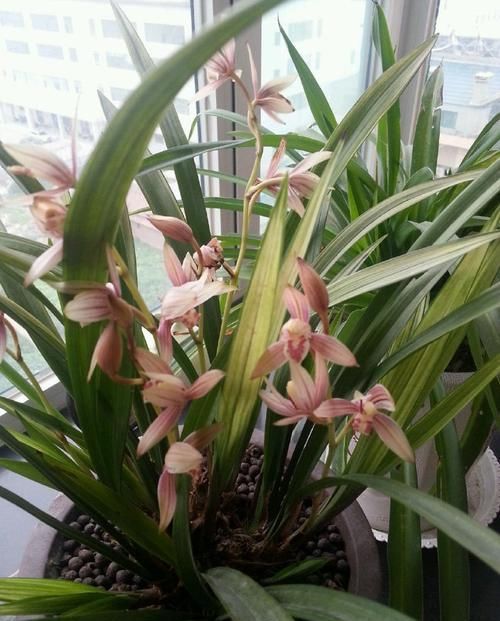  『花界』居家养这些小花，沾土即活，花开如玫瑰，堪称花界“开花机器”