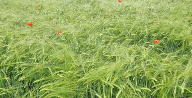 农民放弃玉米地，改种这种地下水果，一年销售三十多万斤