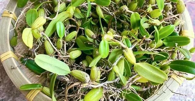  【植物】大山深处一种植物，叶子长在果实上，目前26元一斤，野生的太少