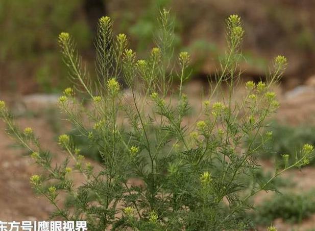 农村田间的这种野草，农民嫌弃，其实它是治疗肺源性心脏病的良药