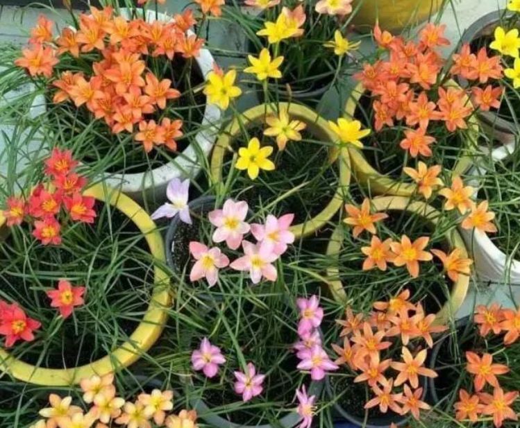  【果汁阳台】阳台养上“4种花”，花色多、花期长，人见人爱，直接开成小花园！