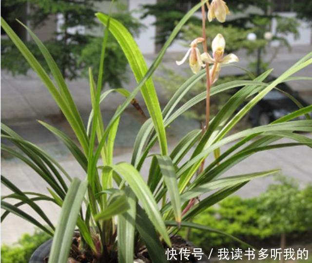 「健胃」健胃消食片之所以能够为兰花作用,主要与它的的成分有关