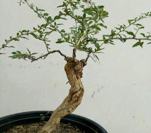  [古朴]怎样才能制作出‘苍劲古朴’的枸杞盆景?