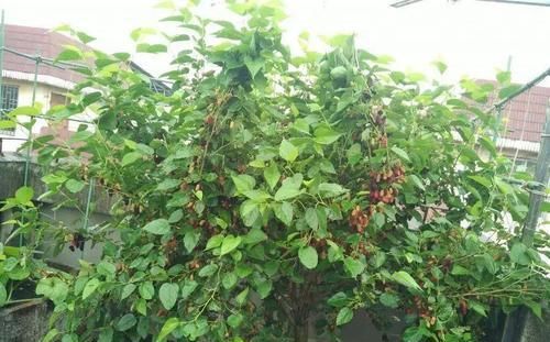  [悠闲]她在楼顶养花种菜，再喂喂鸡，日子过得悠闲又自在！
