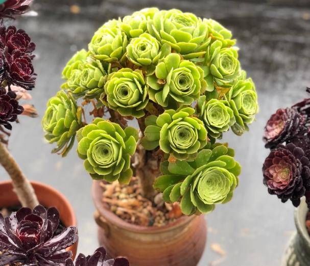  『种植』多肉植物发芽生根了怎么种植