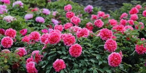  『耧斗菜』4种花别着急买，种下不开花，买来就是浪费钱