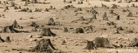 牡丹江毁林，国有林区曝出违建庄园，土豪的任性行为绝不姑息