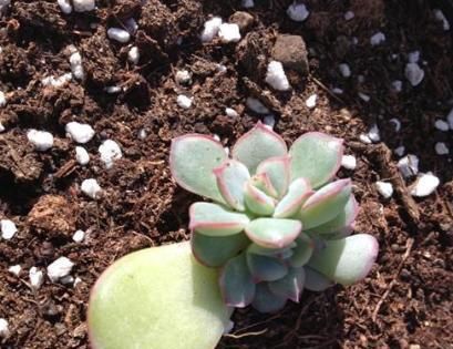『植物』多肉植物叶插繁殖的超简单教程