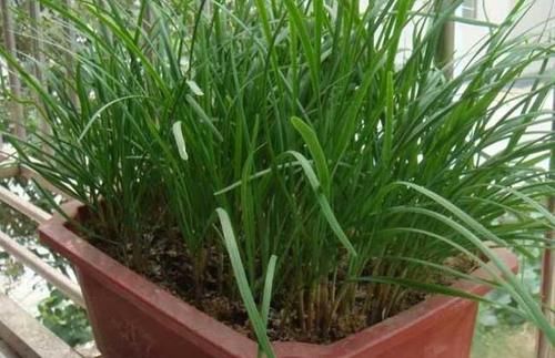  「能供」阳台种菜，用泡沫箱就行，都能供一家人吃了