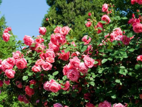 轻松■4种花是夏日“开花机器”,管理得当轻松爆盆,“霸占”整个阳台