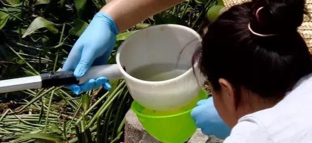 大量死鱼！广西南宁可心江一夜之间变“墨水河”，污染源不明